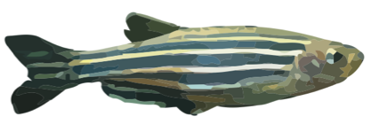 Zebrafish